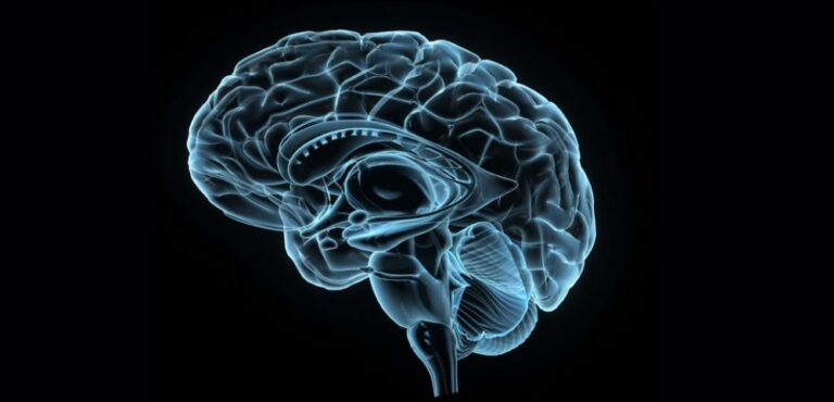 Approche neuroscientifique de la mindfulness – Quels impacts de la méditation sur votre cerveau ?